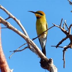 This beautiful bird sang every morning