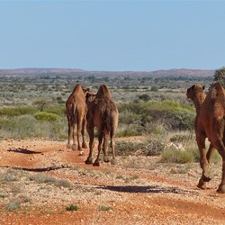 And look who joined us for a km or two