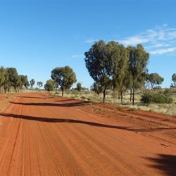 Magnificent Desert Oaks