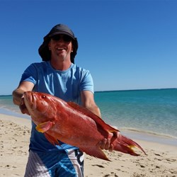 Beautiful coral trout