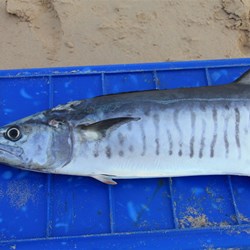 Half a spanish mackeral