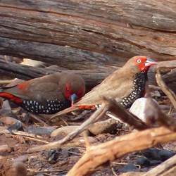 Mickey's Hideaway - Painted Finch