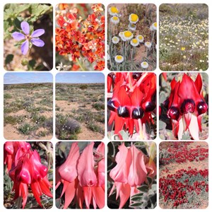 Wildflowers - Oodnatta Track and Roxby