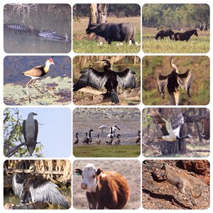Wildlife - Kakadu and Oodnadatta Track