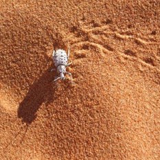 G'day - what you doin' up here