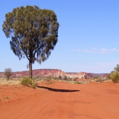 sand and the tree of the desert