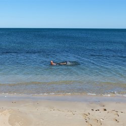 Swimming in the Indian Ocean