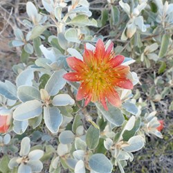 Wildflower 3.  What is it?