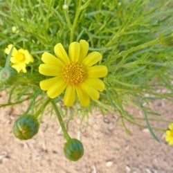 Wildflower 4.  What is it?