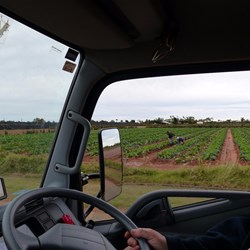 The plantation area in Carnarvon