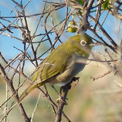 I only just captured this bird