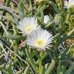 The vegetation was coming to life