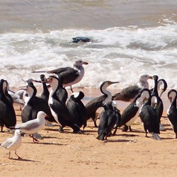 The birds just jump in and catch a fish