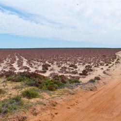 New vegetation on the salt pan