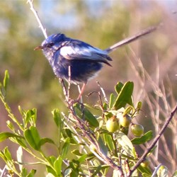The Blue Wren