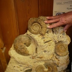 Some of the many Charmouth fossils for sale.