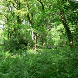 Oak forest near Puddletown