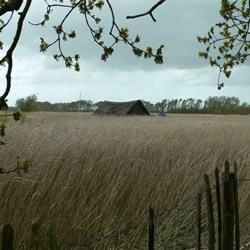 Norfolk reedbeds and a thathed cottage.