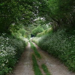 Tree tunnels and wildflowers in Dorset