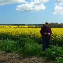 Brilliant canola in Norfolk