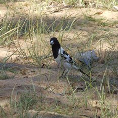 Butcher bird foraging for scraps