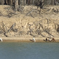 Feral goats coming down for an afternoon drink