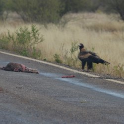 On the way to Burke & Wills Roadhouse
