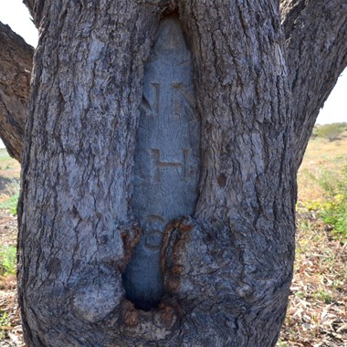 Success at long last with this Birdsville Track Blaze Tree