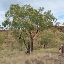Lawn Hill National Park