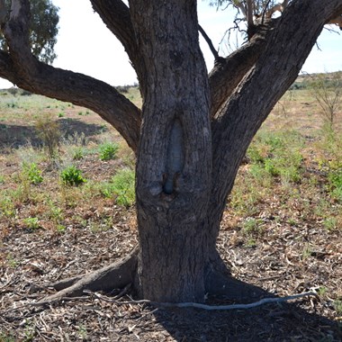 Birdsville Track Blaze Tree