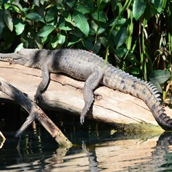 Its a hard life for the locals of Lawn Hill Creek