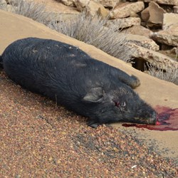The best feral pigs are dead