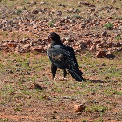 This Wedge Tail eagle was in no hurray to move from the side of the road