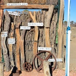 All the local timber types