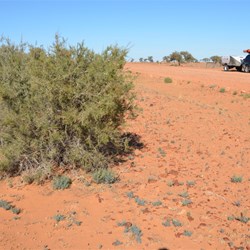 Mount Gason Wattle Project