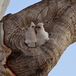 Corellas called this hollow home