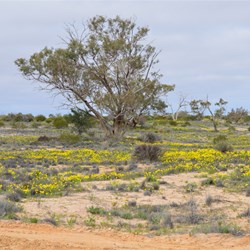It does not take long for nature to respond to good rains
