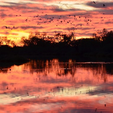 The birds were our alarm clock in Birdsville