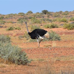 Out first for the Birdsville Track....a wild Ostrich 