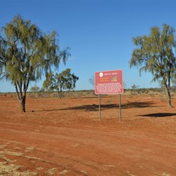 Waddi Trees - Boulia on Marion Downs Station