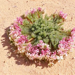 Leschenaultia macrantha - Wreath Flower