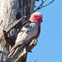 The Galahs were nesting