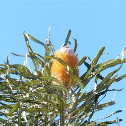 Banksia