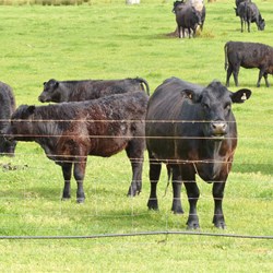 Cattle graze around the Toffee Factory