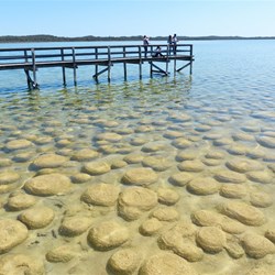 Very ancient life forms