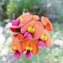 coccinea - Coral Vine   Just beautiful