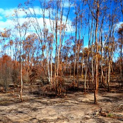burnt trees at the Breakaways