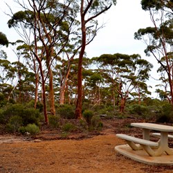 picturesque woodlands rest area onj eastern end of the Hyden Norseman road