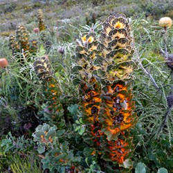 King Hakea in bloom was spectacular