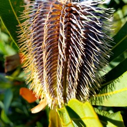 wildflower of unknown name